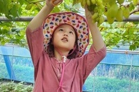 포도수확체험2