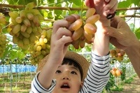 포도수확체험1