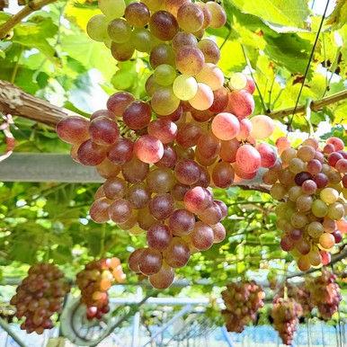 별별포도|포도에 건강을 담다.[껍질째 먹을 수 있는 5色-5味의 유럽종 친환경 포도 15選) 