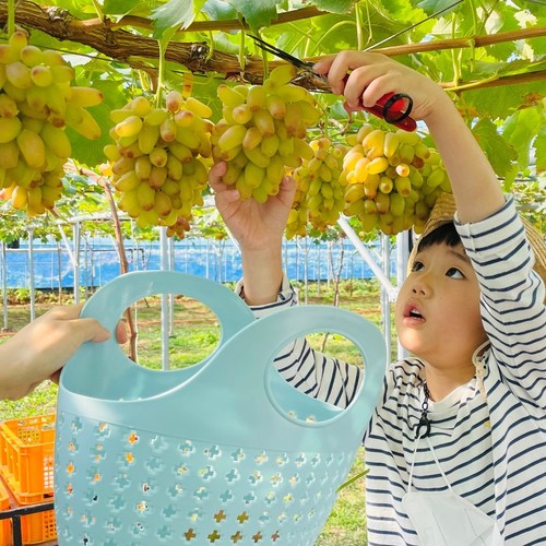 포도수확체험
