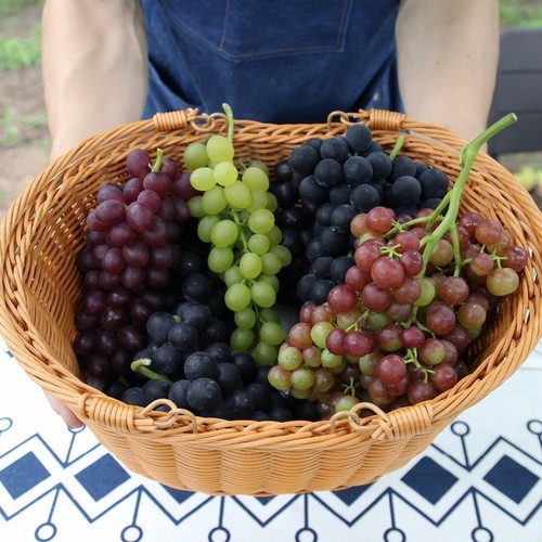 Vineyard art(Grape Food artwork)-(준비중)